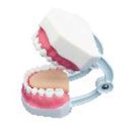 Simulador dental médico estándar, estudio de enseñanza, protección bucal, cuidado bucal, entrenamiento, reparación de dientes, modelo de 28 dientes con cepillo de dientes