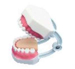 محاكي أسنان طبي قياسي لدراسة تعليم حماية الفم ورعاية الفم وتعليم إصلاح الأسنان 28 نموذج أسنان مع فرشاة أسنان - Product Image 6