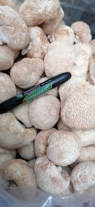 Fourniture en vrac, champignons de santé séchés naturels entiers, champignons à crinière de lions à vendre - Product Image 5