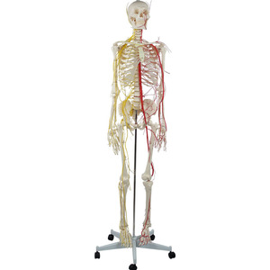 Modelo de Entrenamiento Médico de PVC DARHMMY, Esqueleto <span class=keywords><strong>Humano</strong></span> Avanzado con Estructuras Nerviosas y Vasculares, Hecho en China, Modelo BOU/190012 para Uso Médico - Product Image 1