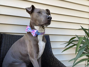 Collar Ajustable para Perro con Corbatín, de Tela de Algodón Suave y Poliéster, con Impresión de Logotipo Personalizado, de Nibao - Product Image 6