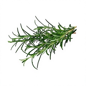 ISO Certified <b>Rosemary</b> Essential <b>Oil</b> Natural <b>Pure</b> Rosmarinus Officinalis Herbal <b>Oil</b>- For Skincare & Hair Growth - B2B From India - Product Image 3