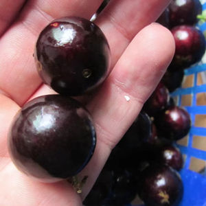 เกรปฟรุตบราซิลคุณภาพสูง ต้นจาบูติคาบา ผลจาบูติคาบาแห้งหั่นขาย - Product Image 1