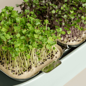 Microgreen Indoor Smart Led il tuo Kit giardino microgreen semi kit di coltivazione biologica microgreens kit per giardini di raccolta - Product Image 3