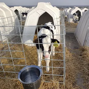 בית עגל לבן כיתה מזון ללא גדר צד אחורי מאוורר כלובי בעלי חיים פרה