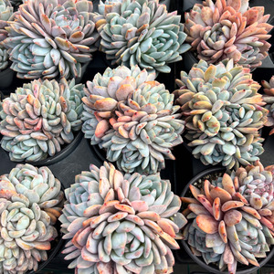 Nouvelle plante succulente Orange Monroe multi-têtes Cristata pour la décoration de la maison, du bureau, de la salle de bain et des petits espaces, <span class=keywords><strong>Lithops</strong></span> - Product Image 2