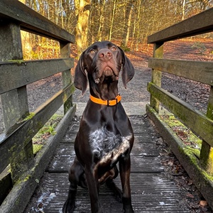 ชุดสายจูงและปลอกคอสำหรับฝึกสุนัขและแมว ทำจากหนัง TPU PVC กันน้ำ <span class=keywords><strong>พิ</strong></span>มพ์สีตามสั่ง ขายส่ง พร้อมชื่อสัตว์เลี้ยง อุปกรณ์เสริมสำหรับ<span class=keywords><strong>ลูก</strong></span>สุนัขพันธุ์พิทบูล - Product Image 5