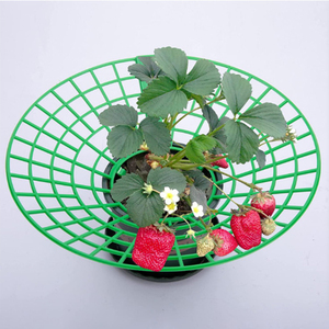 Supports de fraises, <span class=keywords><strong>support</strong></span> pratique pour fraises en croissance amovible pour empêcher la plante de pourrir les jours de pluie - Product Image 1