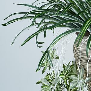Plantes artificielles en forme d'araignée dorée Meng Jie, 61 pouces, verdure suspendue, simulation en PVC souple, décoration sans pot - Product Image 3