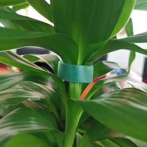 Ruban adhésif auto-adhésif pour plantes vertes, attaches Velcro pour plantes, corde de liaison multifonctionnelle de 10M pour usage intérieur et extérieur - Product Image 3