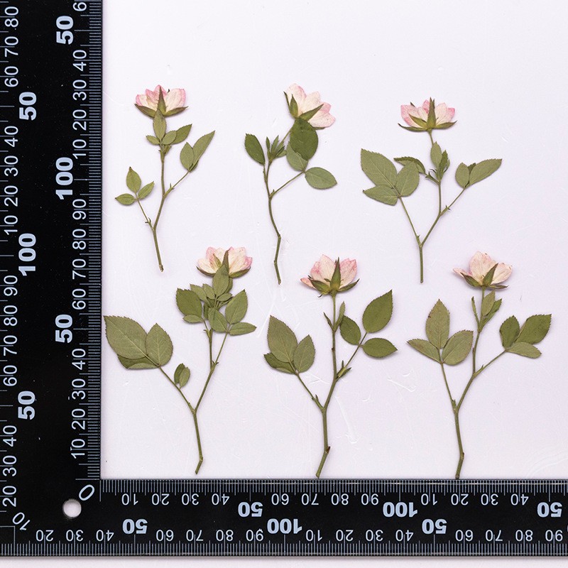 MH726 Qiangweicezhixinghe Rose naturel