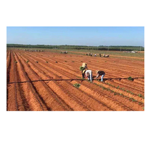 Cinta plana Ldpe negra de 2000M, manguera de <span class=keywords><strong>goteo</strong></span> para el hogar, <span class=keywords><strong>riego</strong></span> de flores para parque público - Product Image 4