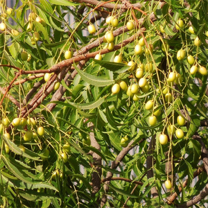 Aceite de <span class=keywords><strong>Neem</strong></span> orgánico de la India para el cabello de la piel-100% Pure & Natural Azadirachta indica Seed Cold Pressed Carrier <span class=keywords><strong>Oil</strong></span> | Precio a granel 1kg - Product Image 2