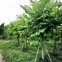 Arbre Bauhinia Blakeana, plantes ornementales résistantes à la chaleur, vente en gros, arbre d'orchidée de Hong Kong pour aménagement paysager moderne, arbre vivant