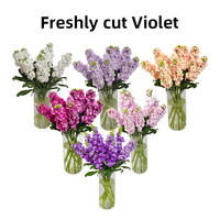 Bunga Violet Segar Yunnan Kunming 50cm Ketebalan Sedang untuk Pesta