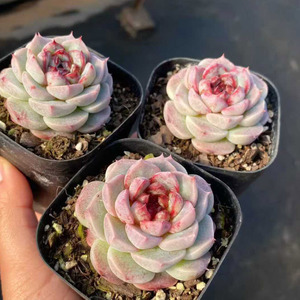 <span class=keywords><strong>Suculentas</strong></span> Echeveria 'Velvet' para Decoración del Hogar <span class=keywords><strong>y</strong></span> Absorción de Formaldehído - Product Image 5