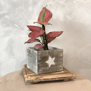 Vaso de madeira decorativo para casa, pote pequeno