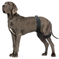 Attelle orthopédique pour dysplasie de la hanche canine avec support réglable pour les pattes arrière et soulagement de la douleur d'un ligament croisé inférieur déchiré, utilisation facile