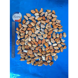 Vỏ Sò Xanh Dương Nửa Trai Đông Lạnh Chất Lượng Cao Kèm Thịt - Product Image 4