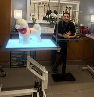 Table de toilettage professionnelle pour animaux de compagnie en acier inoxydable, pliable, électrique, avec fonction de levage et de coupe, design LED