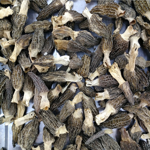 Funghi Morchella Esculenta Essiccati di Alta Qualità in Offerta - Product Image 6