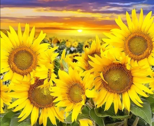 Dipinto a Olio con Numeri Girasoli Kit Pittura a Olio Fai da Te con Numeri Fiori su Tela Senza Cornice per Principianti Regali Artigianali Fatti a Mano per la Casa - Product Image 1