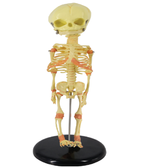 ADA-A112 BVN Fetus Skeleton Model 30 cm PVC Manikin for Medical Science Students Headed Infant Skeleton Model