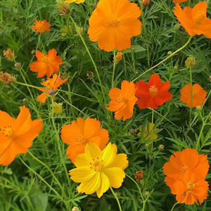 Mélange <span class=keywords><strong>de</strong></span> <span class=keywords><strong>graines</strong></span> <span class=keywords><strong>de</strong></span> fleurs sauvages grimpantes, <span class=keywords><strong>graines</strong></span> <span class=keywords><strong>de</strong></span> <span class=keywords><strong>Cosmos</strong></span>, faciles à cultiver toute l'année, fleurs <span class=keywords><strong>de</strong></span> jardin - Product Image 2