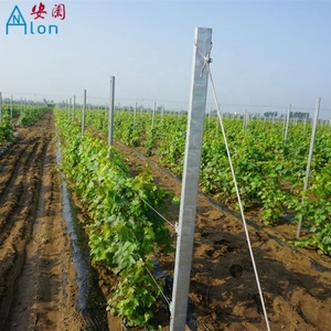 2023 popular planta <span class=keywords><strong>de</strong></span> vid <span class=keywords><strong>de</strong></span> metal <span class=keywords><strong>de</strong></span> acero galvanizado poste <span class=keywords><strong>de</strong></span> planta <span class=keywords><strong>de</strong></span> viñedo poste <span class=keywords><strong>de</strong></span> enrejado <span class=keywords><strong>de</strong></span> UVA/estaca - Product Image 6