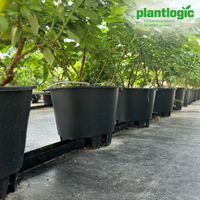 Pot Bunga Bundar Plastik Hitam Hidroponik Profesional untuk Penanaman Blueberry dan Stroberi Skala Besar
