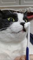 Ensemble de brosses à dents et de dentifrice pour animaux de compagnie, classique et luxueux, pour chats et chiens - Formule comestible, brosse douce, blanchiment efficace, soins bucco-dentaires
