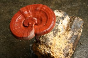 Gedroogde Ganoderma Lucidum Ruwe <span class=keywords><strong>Reishi</strong></span> Paddestoel, Wilde Lingzhi - Product Image 4