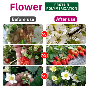 <span class=keywords><strong>Engrais</strong></span> organique pour la différenciation des boutons floraux afin d'éviter les manques de boutons floraux et de réduire les pertes de rendement - Product Image 4
