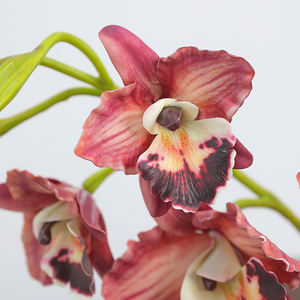 زهور الأوركيد كاتليا بثلاثة رؤوس على ساق واحدة، عينات مجانية بالجملة من المصنع - Product Image 5