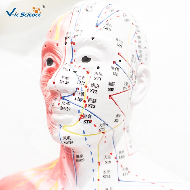 Hand Acupuncture Teaching Model 13CM PVC