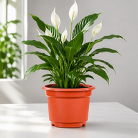 Pot de fleurs moderne en plastique de 1 gallon avec trou de drainage, pour pépinière, usage intérieur/extérieur, à poser au sol