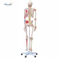Modèle de squelette humain grandeur nature économique 180 cm en PVC avec articulations articulées pour l'enseignement médical CE ISO ROHS CNAS