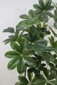 Arbre à argent artificiel de 150 cm, <span class=keywords><strong>plante</strong></span> artificielle réaliste de type bonsaï pour la décoration de la <span class=keywords><strong>maison</strong></span>, du bureau, de l'hôtel et arbre <span class=keywords><strong>porte</strong></span>-<span class=keywords><strong>bonheur</strong></span> réaliste et complet - Product Image 2