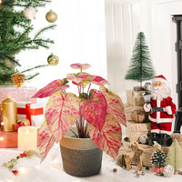 Arbre Bonsaï Caladium Artificiel en Plastique Écologique Léger Durable Résistant aux UV Haute Qualité Décoration Intérieure Permanente
