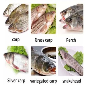 OC-SY500A Phổ Biến Máy Cắt Cá Cá Cá Rô Phi Cá Nhỏ Giết Chết Máy - Product Image 5