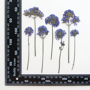 <span class=keywords><strong>Fleur</strong></span> séchée de <span class=keywords><strong>verveine</strong></span> de saule, spécimen végétal pressé, marque-page, cadre photo, <span class=keywords><strong>fleur</strong></span> pressée pour bricolage et collage - Product Image 6