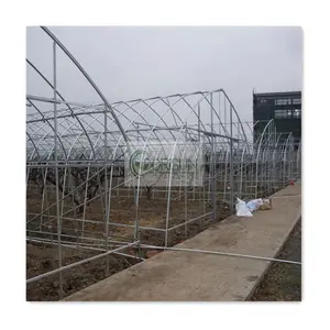 Serre Agricole Agriculture Single Span Big Large Walk In Nursery Steel Pipe Fish Farming Greenhouse For Snail Farming