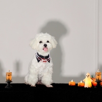 Offre Spéciale mode perle Halloween Style collier de chien de compagnie beau chien chat collier accessoires pour animaux de compagnie fournitures