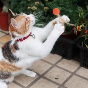 Simpatico animale domestico interattivo juguetes para mascotas all'ingrosso giocattoli per animali domestici palla palla di gomma gatto gioco artiglio giocattolo - Product Image 5