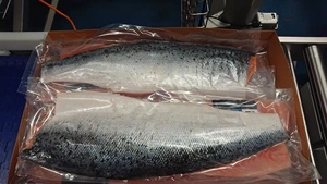 Phi Lê Cá Hồi Thái Bình Dương Đông Lạnh Cung Cấp Trực Tiếp Từ Nhà Máy Giá Tốt - Product Image 3