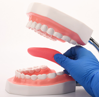 Modelo de Dientes con Lengua a Escala 6x para Hospitales o Enseñanza, Modelo Dental, Modelo Biológico, Material Didáctico, CE ISO