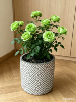 Jardinières en ciment à motif diamant - Pots de fleurs brillants pour la décoration intérieure (vente en gros)