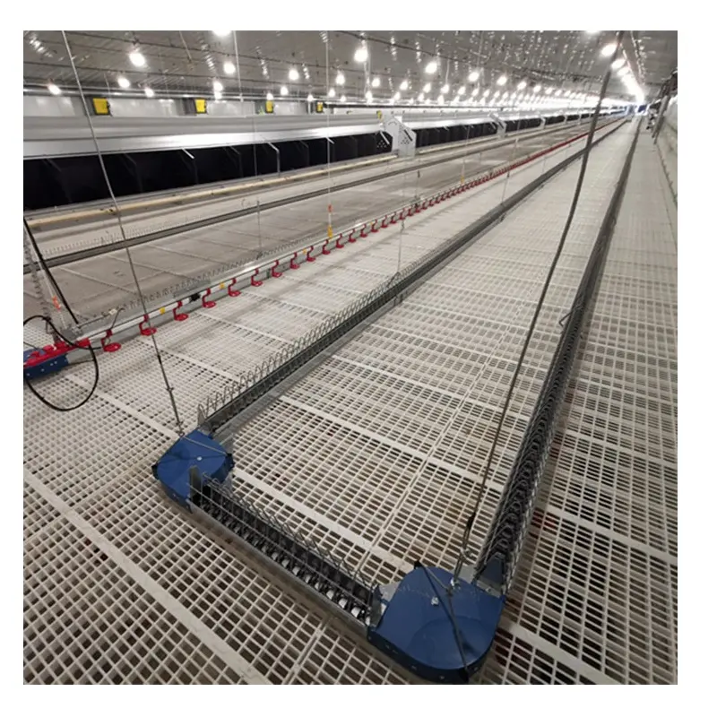 Broiler Parent Stock Automatic Farm Chain Feeding Line System Chickens Poultry Breeder Equipment Chain Feeder