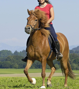 Calzoni <span class=keywords><strong>da</strong></span> competizione per sedili completi collant <span class=keywords><strong>da</strong></span> <span class=keywords><strong>equitazione</strong></span> con stampa in Silicone <span class=keywords><strong>pantaloni</strong></span> equestri con tasche per cintura Leggings <span class=keywords><strong>da</strong></span> donna - Product Image 6