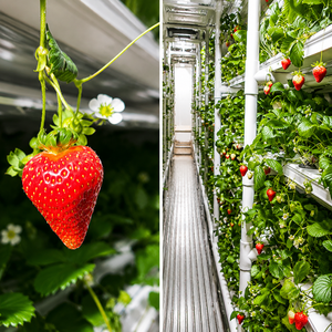 Contenedor de Cultivo de Fresas Aeropónico e Hidropónico Avanzado, Contenedor de Transporte para Agricultura Vertical Inteligente, Fábrica de Plantas - Product Image 2